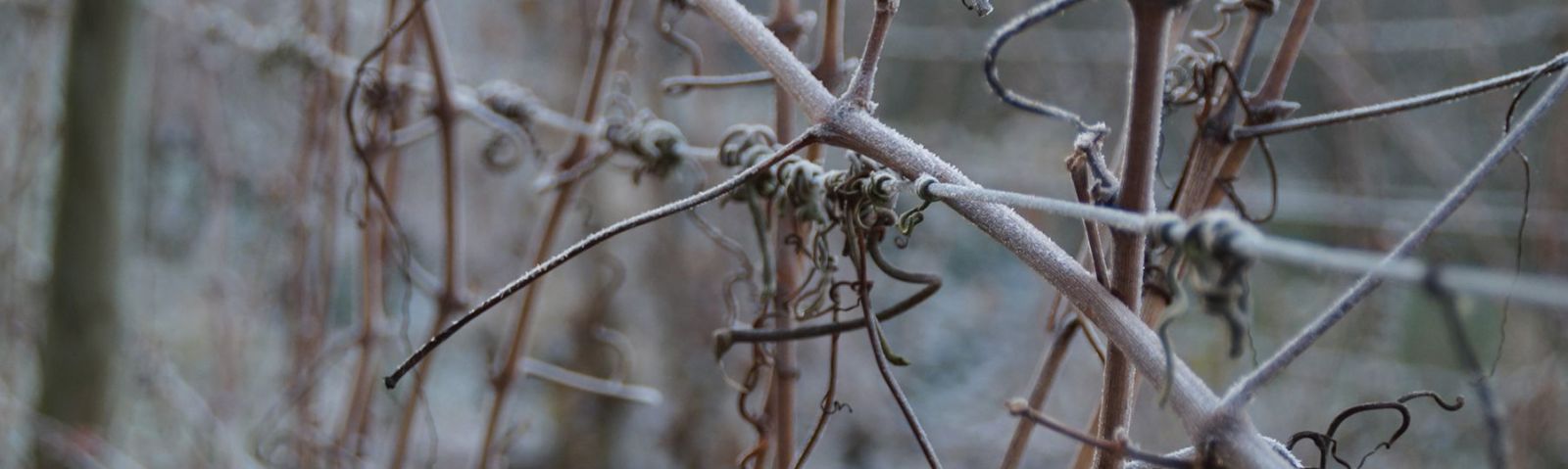 Auch der Wiedehopf fühlt sich wohl am Kaiserstuhl